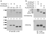 HA Tag Antibody in Western Blot, Immunoprecipitation (WB, IP)
