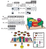 HA Tag Antibody in Western Blot (WB)