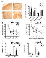 HA Tag Antibody in Immunohistochemistry (IHC)