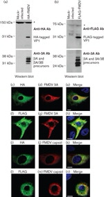 HA Tag Antibody in Western Blot, Immunocytochemistry (WB, ICC/IF)