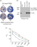 HA Tag Antibody in Western Blot (WB)