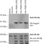 HA Tag Antibody in Western Blot (WB)
