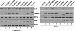 HA Tag Antibody in Western Blot (WB)