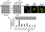 HA Tag Antibody in Western Blot (WB)