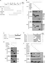 HA Tag Antibody in Western Blot, Immunoprecipitation (WB, IP)