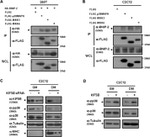 HA Tag Antibody in Western Blot, Immunoprecipitation (WB, IP)