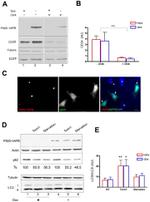 HA Tag Antibody in Western Blot (WB)