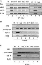 HA Tag Antibody in Western Blot, Immunoprecipitation (WB, IP)