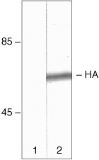 HA Tag Antibody in Western Blot (WB)