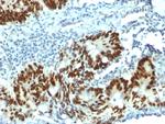 p53 Tumor Suppressor Protein Antibody in Immunohistochemistry (Paraffin) (IHC (P))