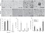 Phospho-Tau (Ser202, Thr205) Antibody in Immunohistochemistry (IHC)