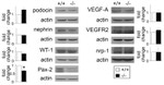 PAX2 Antibody in Western Blot (WB)