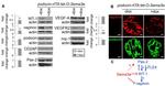 PAX2 Antibody in Western Blot (WB)