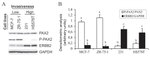 PAX2 Antibody in Western Blot (WB)