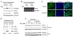 PAX2 Antibody in Western Blot (WB)