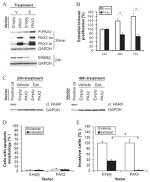 PAX2 Antibody in Western Blot (WB)