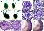 PAX2 Antibody in Immunohistochemistry (Paraffin) (IHC (P))