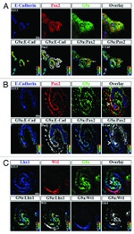 PAX2 Antibody in Immunohistochemistry (IHC)