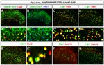 PAX2 Antibody in Immunohistochemistry (Frozen) (IHC (F))