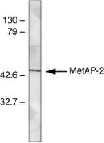 METAP2 Polyclonal Antibody