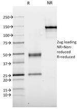 TPO (Thyroid Peroxidase) (Thyroid Marker) Antibody in SDS-PAGE (SDS-PAGE)