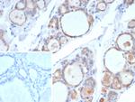 TPO (Thyroid Peroxidase) (Thyroid Marker) Antibody in Immunohistochemistry (Paraffin) (IHC (P))
