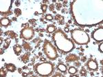 TPO (Thyroid Peroxidase) Antibody in Immunohistochemistry (Paraffin) (IHC (P))