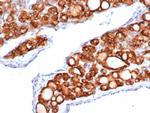 TPO (Thyroid Peroxidase) (Thyroid Marker) Antibody in Immunohistochemistry (Paraffin) (IHC (P))