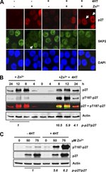Phospho-p27 Kip1 (Thr187) Antibody in Western Blot (WB)