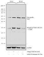 Phospho-p27 Kip1 (Thr187) Antibody in Western Blot (WB)