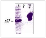 Phospho-p27 Kip1 (Thr187) Antibody in Western Blot (WB)