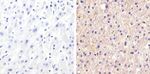 Claudin 1 Polyclonal Antibody (MH25)