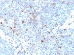 TRAF1 (TNFR-Associated Factor 1) Monoclonal Antibody (TRAF1, 2770)