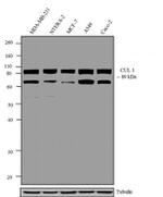 Cullin 1 Polyclonal Antibody