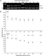 PAK1 Antibody in Western Blot (WB)