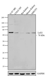 LNX1 Antibody in Western Blot (WB)