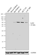 LNX2 Antibody in Western Blot (WB)