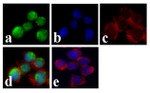 BLNK Antibody in Immunocytochemistry (ICC/IF)