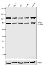 GLIS1 Antibody in Western Blot (WB)