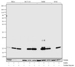 H2AK5ac Antibody in Western Blot (WB)