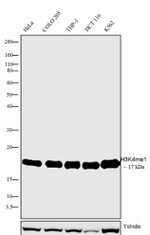 H3K4me1 Antibody in Western Blot (WB)