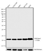 H4K20me1 Antibody in Western Blot (WB)