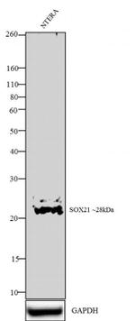 SOX21 Antibody in Western Blot (WB)