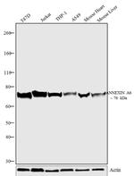 Annexin A6 Antibody in Western Blot (WB)