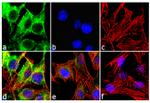 Plexin A2 Antibody in Immunocytochemistry (ICC/IF)