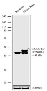 Nogo Receptor Polyclonal Antibody