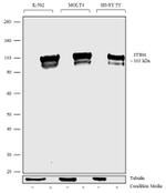 ITIH4 Polyclonal Antibody