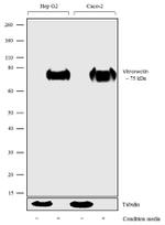 Vitronectin Polyclonal Antibody