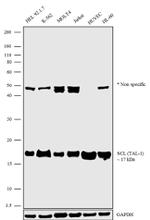 TAL1 Antibody in Western Blot (WB)
