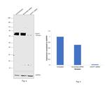 CDCP1 Antibody in Western Blot (WB)